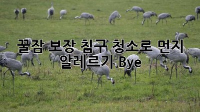 🛌꿀잠 보장! 침구 청소로 먼지 알레르기 Bye!🤧